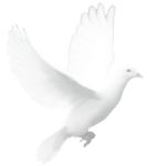 4619d-white_dove-317110702_std252812529